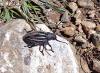 Iberodorcadion fuliginator obesum